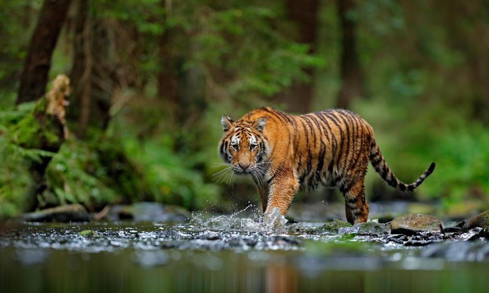 I've adopted a tiger