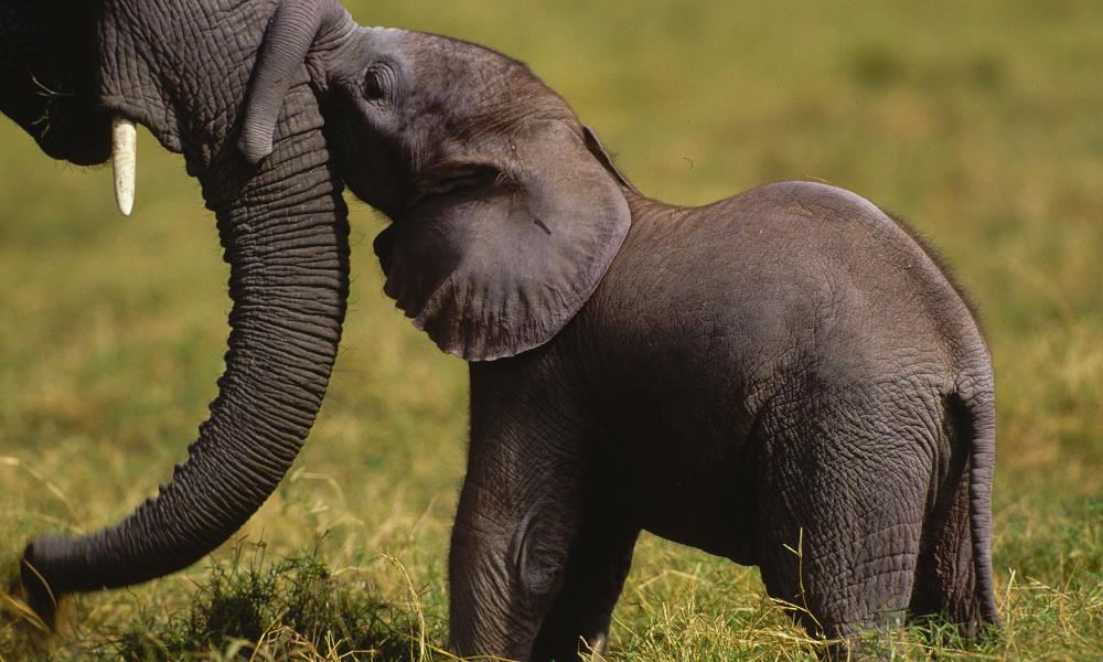 African elephant calf and its mother, Amboseli National Park, Kenya