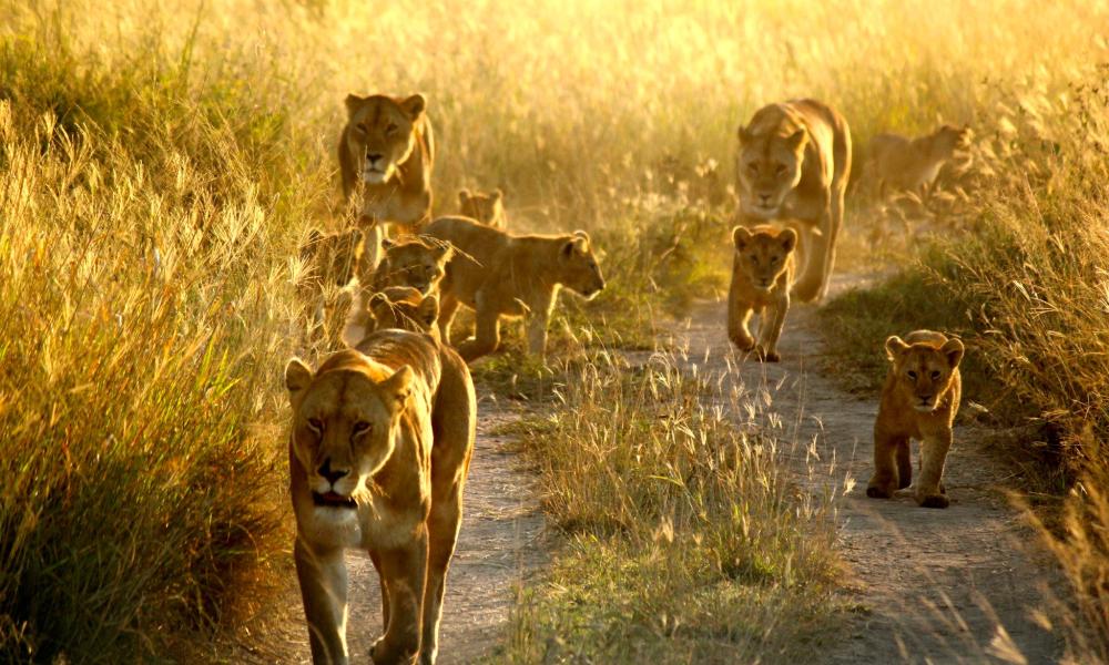 Pride of lions