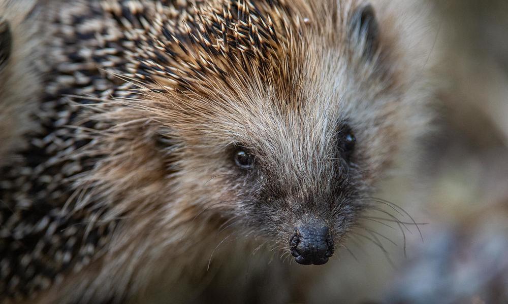European Hedgehog