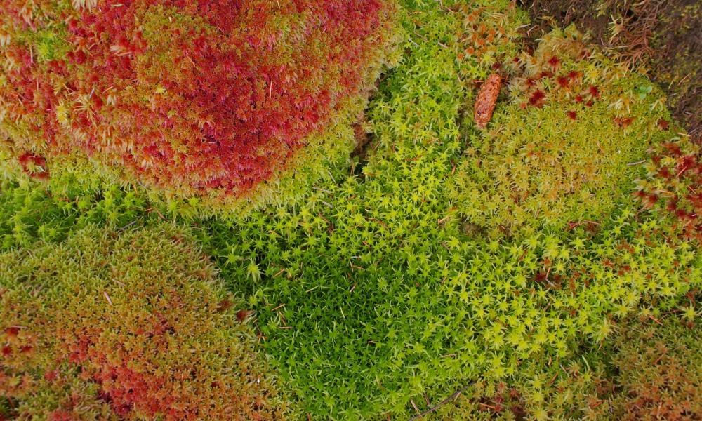 Peatlands