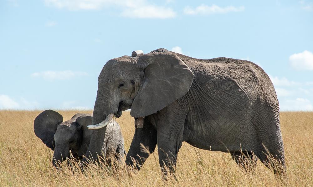 GPS collared elephant, Kenya