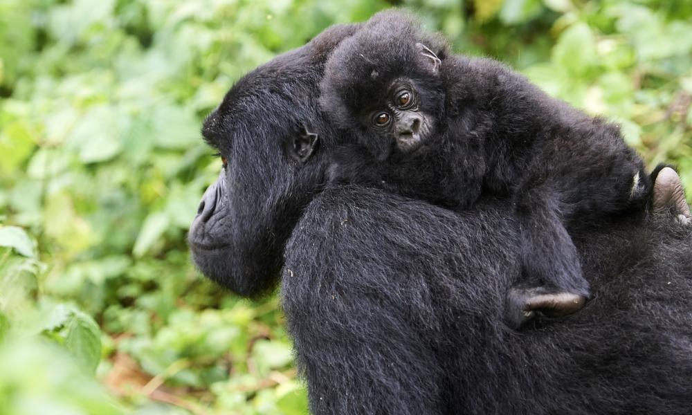 Mountain gorilla carrying her baby