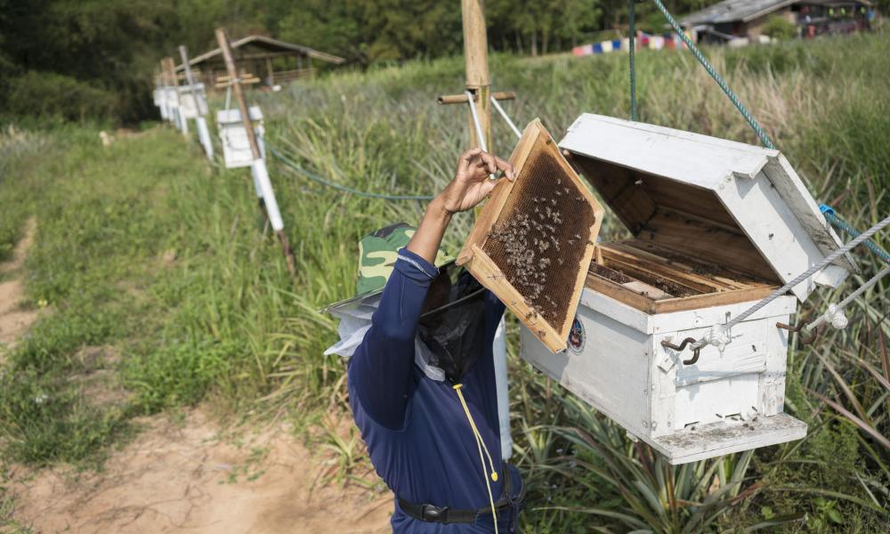 A beekeeper maintaining one of his beehives, which helps deter elephants, Thailand
