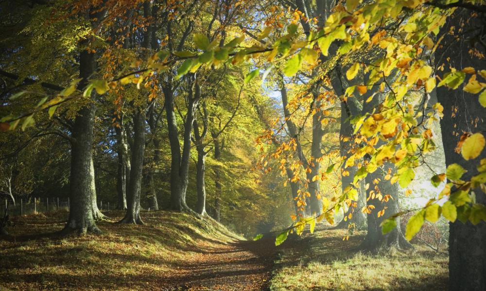 Scottish Woodland