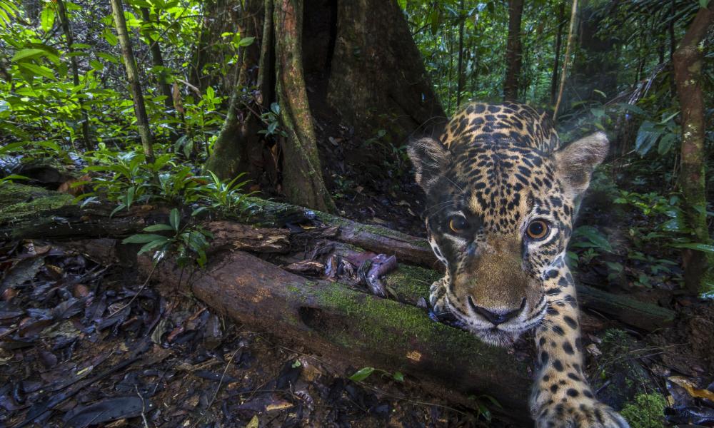 A jaguar (Panthera onca)
