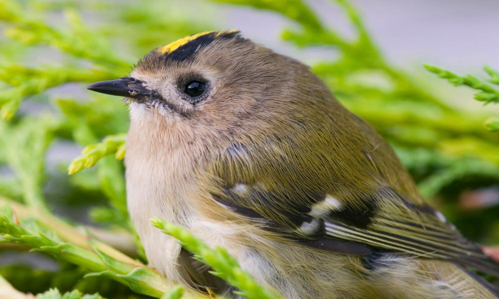 A female Goldcrest (Regulus regulus), Britains smallest bird.
