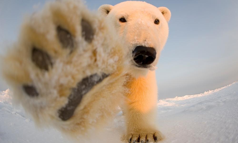 Polar bear with paw out