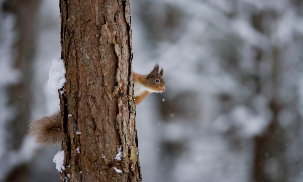 Red squirrel looking out from behind tree trunk