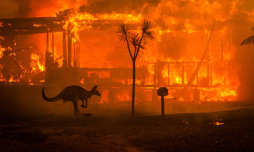Image result for australia fires wwf