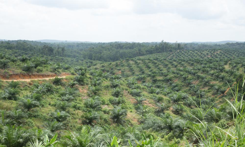 Palm oil plantation in Sekernan