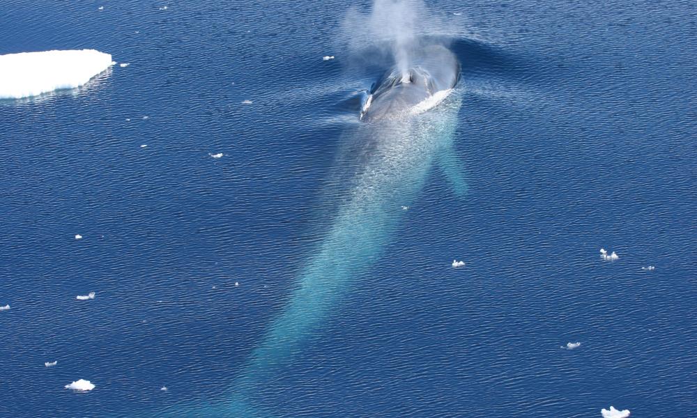 Blue Whale