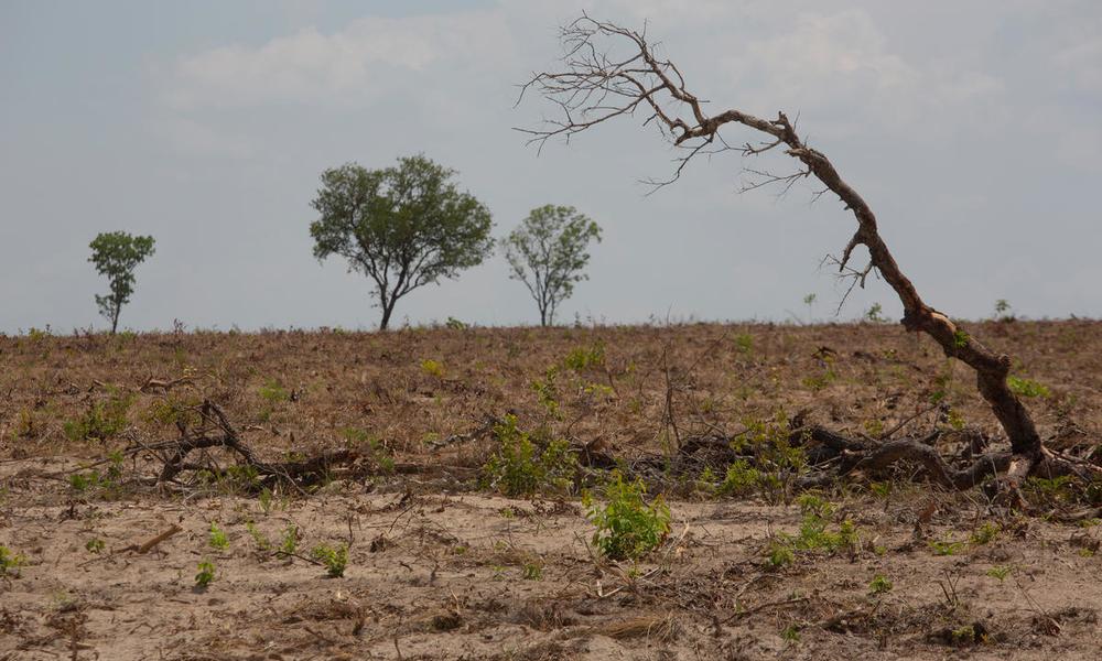 ecent deforestation in the Cerrado in Brazil,