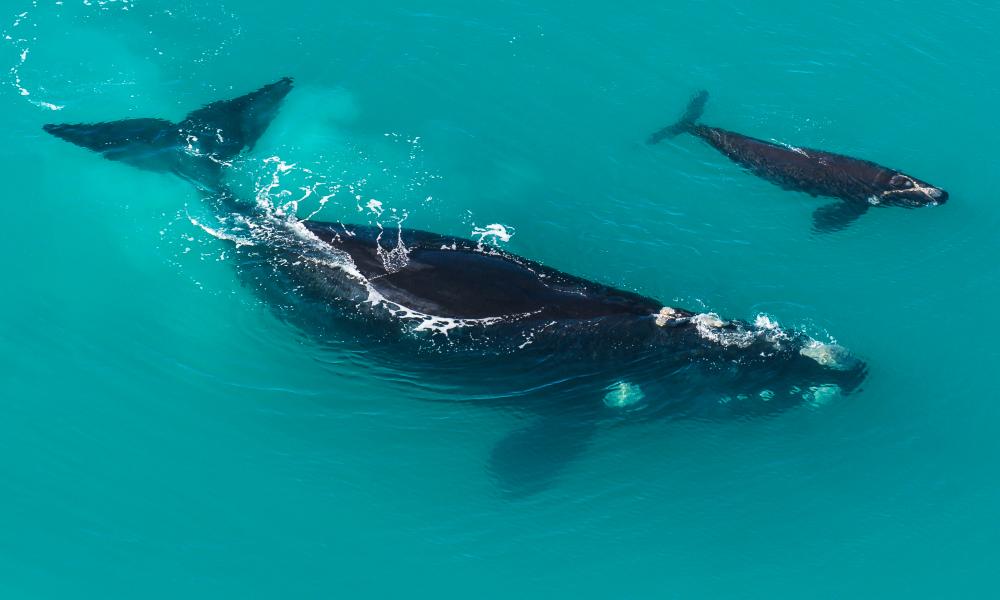 Humpback whales