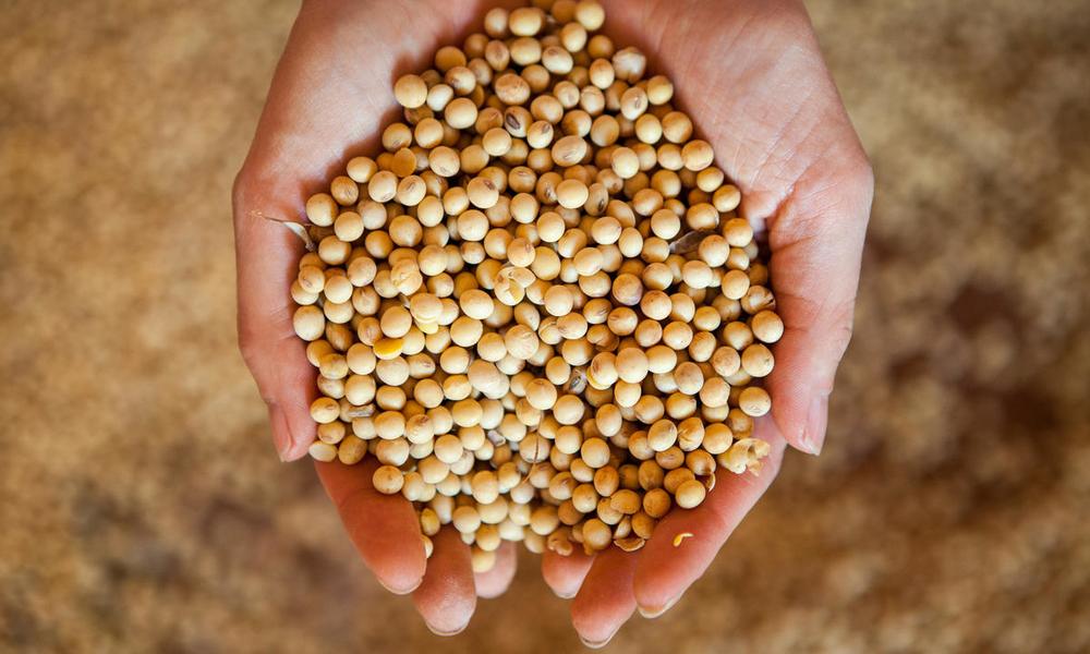 Example of raw soy product