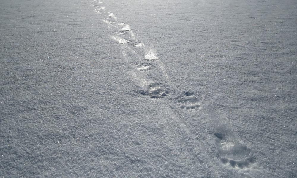 Polar bear footprints. Last Ice Area, Pond Inlet, Nunavut, Canada.