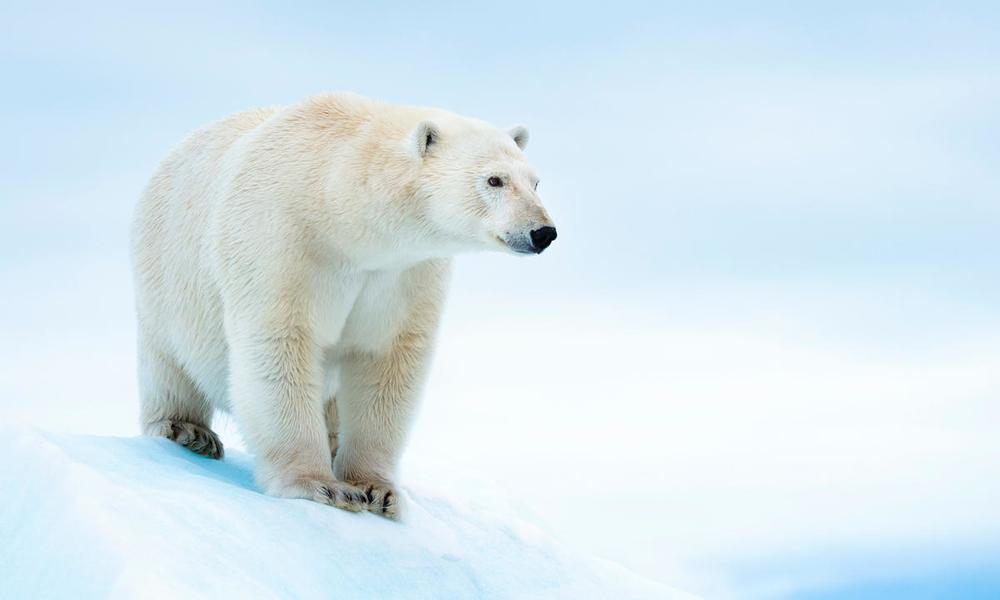 Polar bear (Ursus maritimus) on ice floe. Svalbard, Norway.