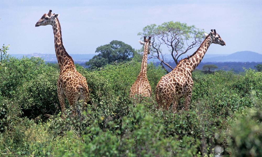 Giraffes (Giraffa camelopardalis) Tsavo East, Kenya