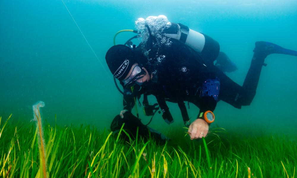 Sky seagrass