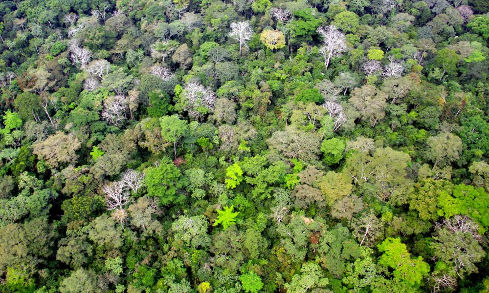 Aerial view of rainforest canopy