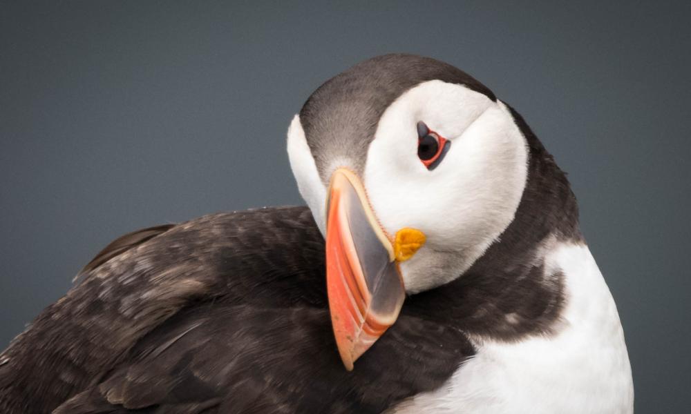 Puffin Isle of Mull