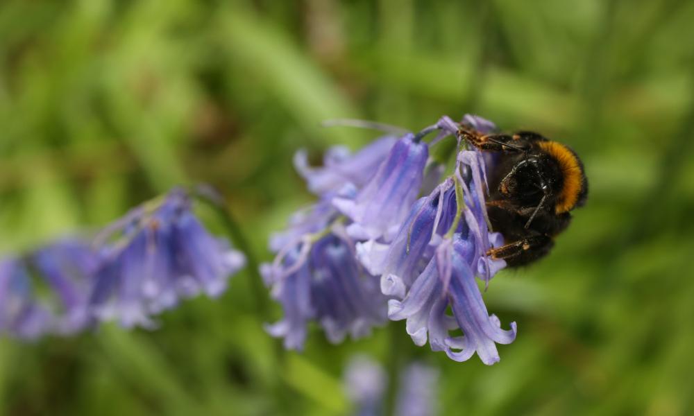 A bee gathers nectar in a Bluebell Wood in the UK.
