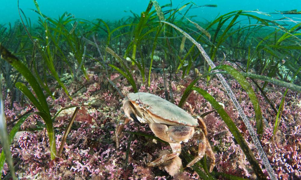 Maerl (Corallinales) and Sea grass (Zostera marina) beds
