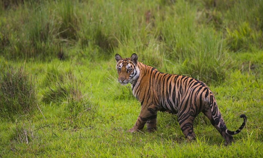Tiger walking through grass