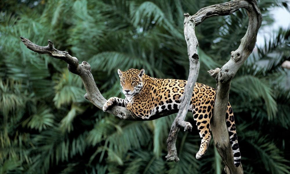Jaguar in a tree in Pantanal, Brazil