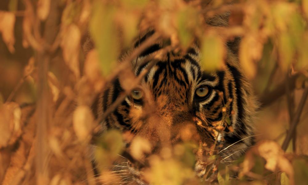 Bengal tiger peering through leaves of bushes