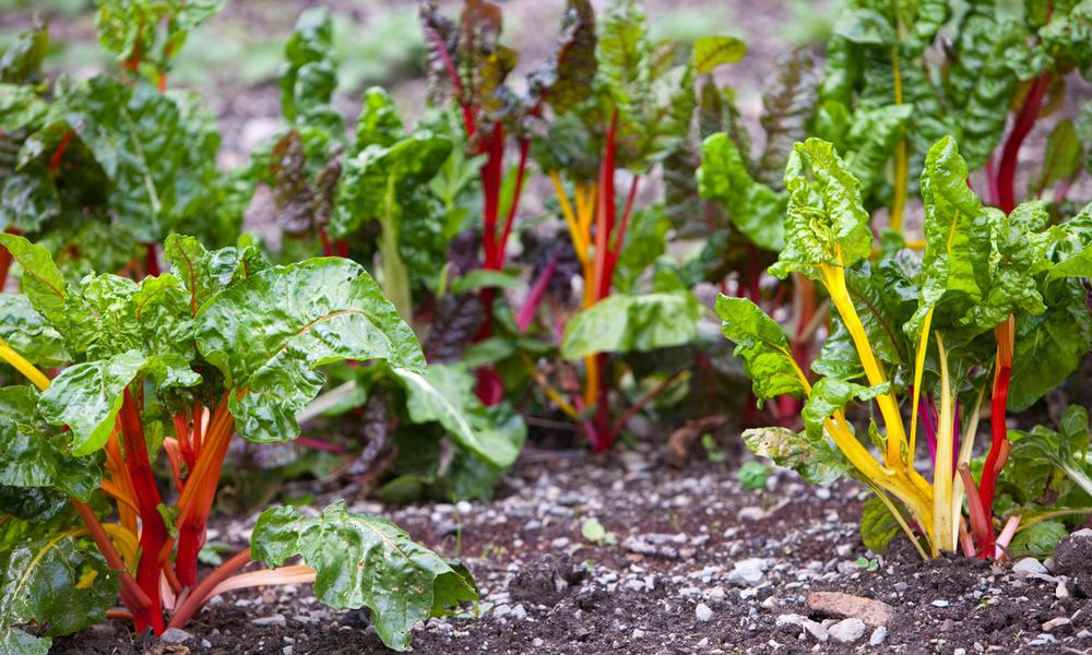 Chard growing