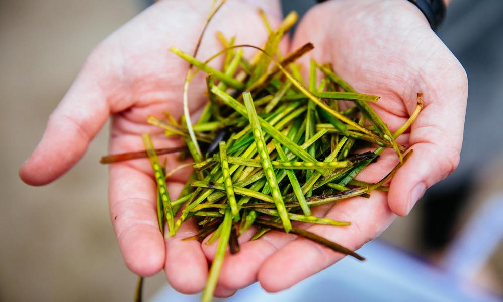Close up of a pair of hands holding recently collected seagrass seeds. Porthdinllaen, Wales, UK.