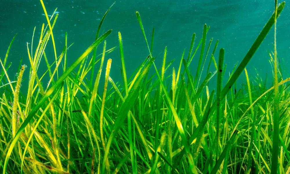 Seagrass is a vital marine habitat for a variety of species