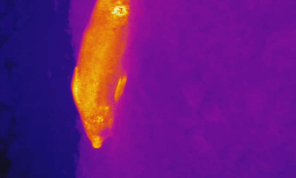 Heat signature of a seal 