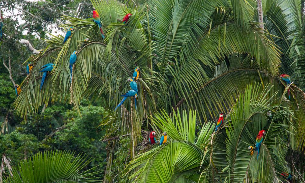 Macaws at the Tambopata National Reserve in the Peruvian Amazon Basin. Peru.