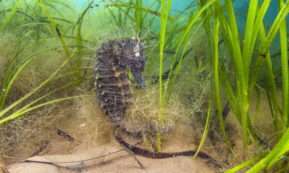 Spiny seahorse (Hippocampus guttulatus) female in a meadow of seagrass. 