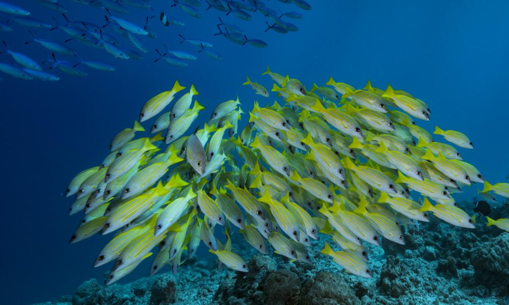 Морское дно, коралловые рифы, Индийский океан