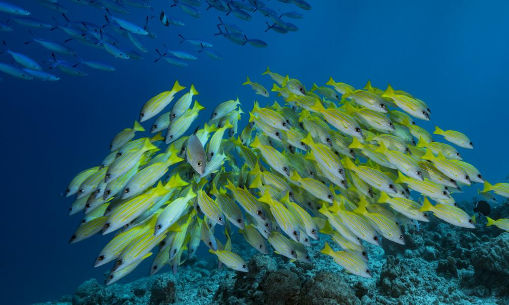 Seabed, coral reefs, Indian Ocean