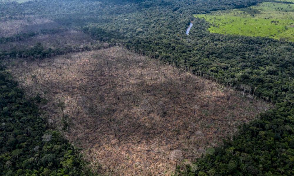 Illegal deforestation found in the indigenous Uru-Eu-Wau-Wau territory.