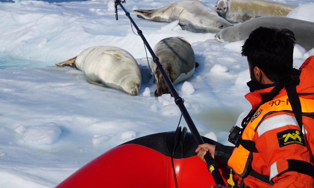 Seals being filmed