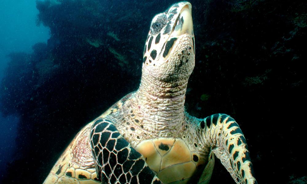 Hawksbill turtles