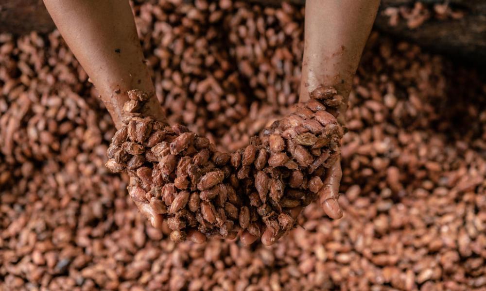 Fermenting cacao seeds 