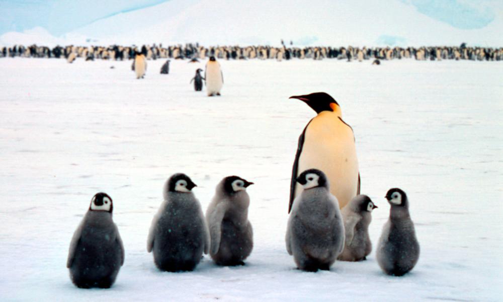 ptenodytes forsteri Emperor penguin Adult with chicks, colony in background Dawson-Lambton Glacier, Antarctica