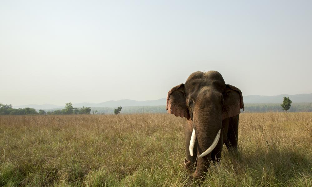 Asian elephant in grassland, Jim Corbett National Park, Uttarakhand, India.