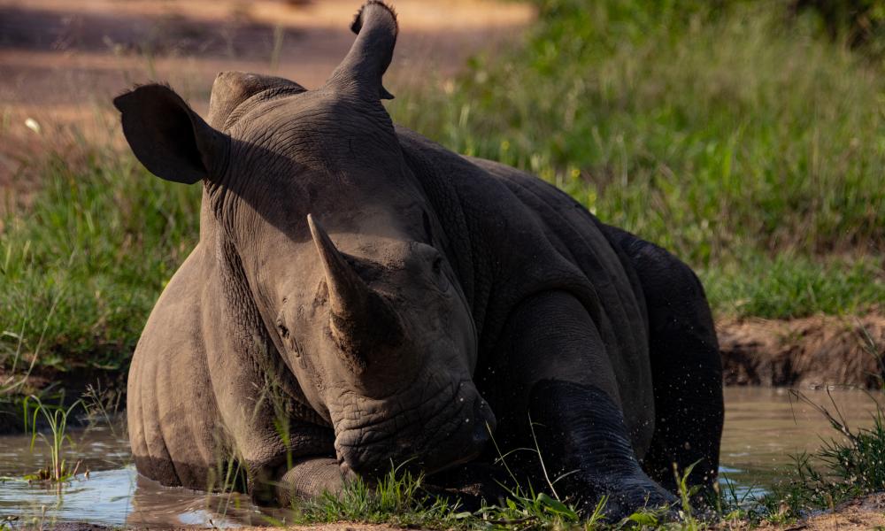  In the harsh African sun, this white rhino decided to squeeze it's large body into a small water hole and bath.