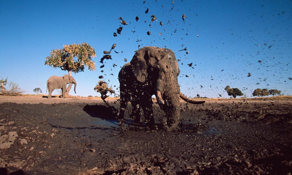 African elephant bull spraying mud at camera
