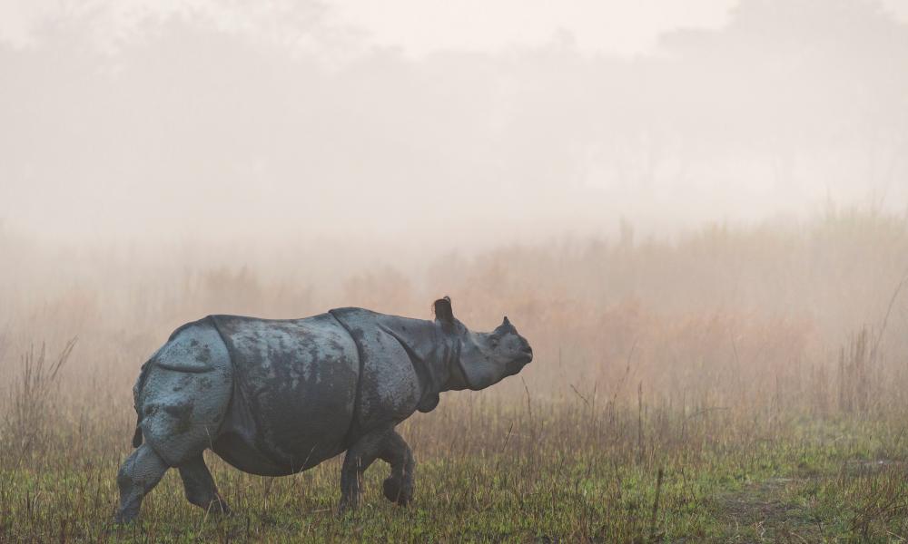 An Asian rhino walks through grass on a misty morning