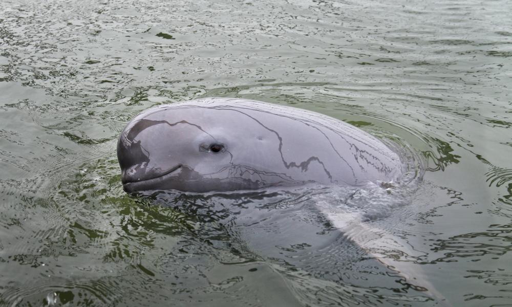 Four Research Porpoises Only