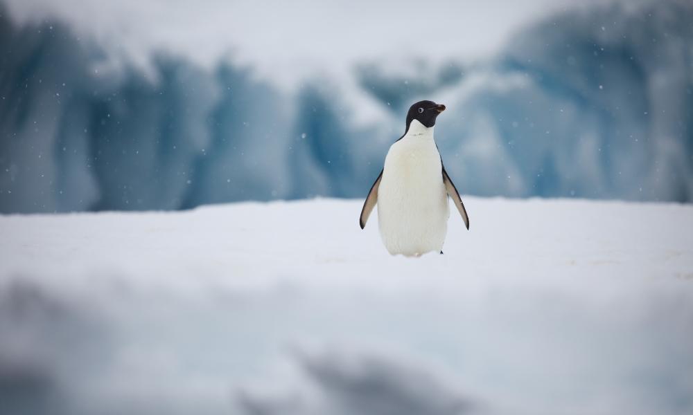 Portrait of Adelie penguin, Antarctic Peninsula, January 2018