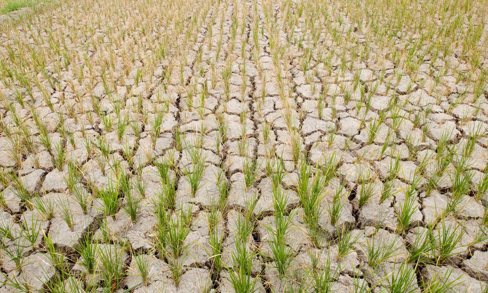 Rice field with fresh young rice plant which should be filled with water but now cracked from dought. Mindoro, Philippines